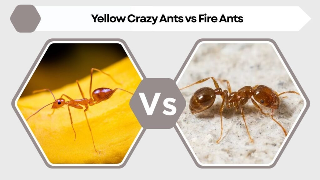 Yellow Crazy Ants vs Fire Ants