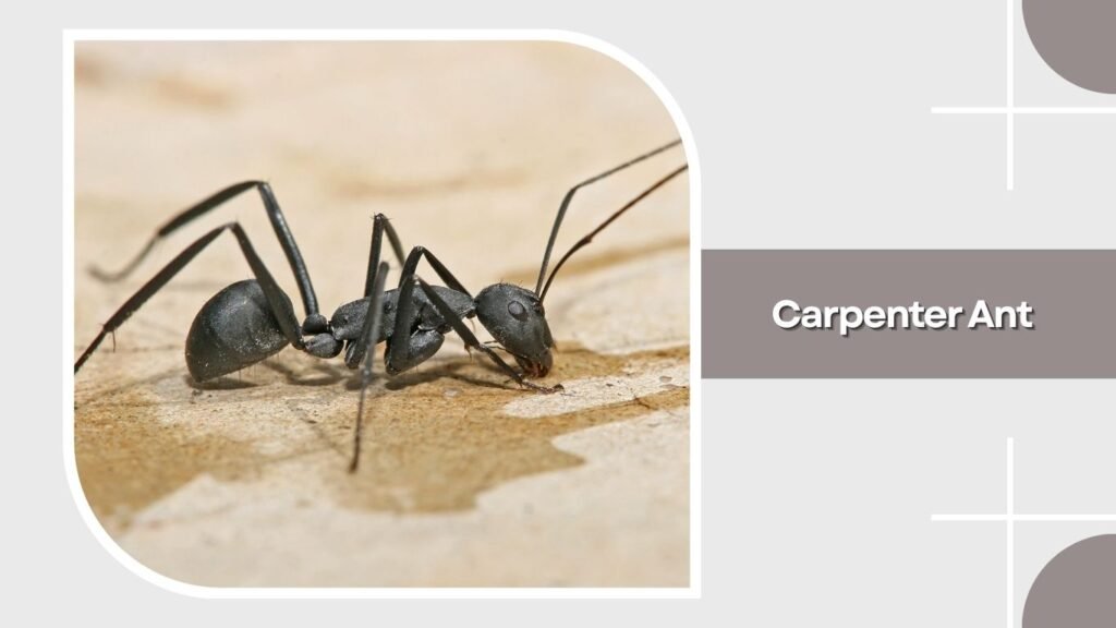 Carpenter Ant
