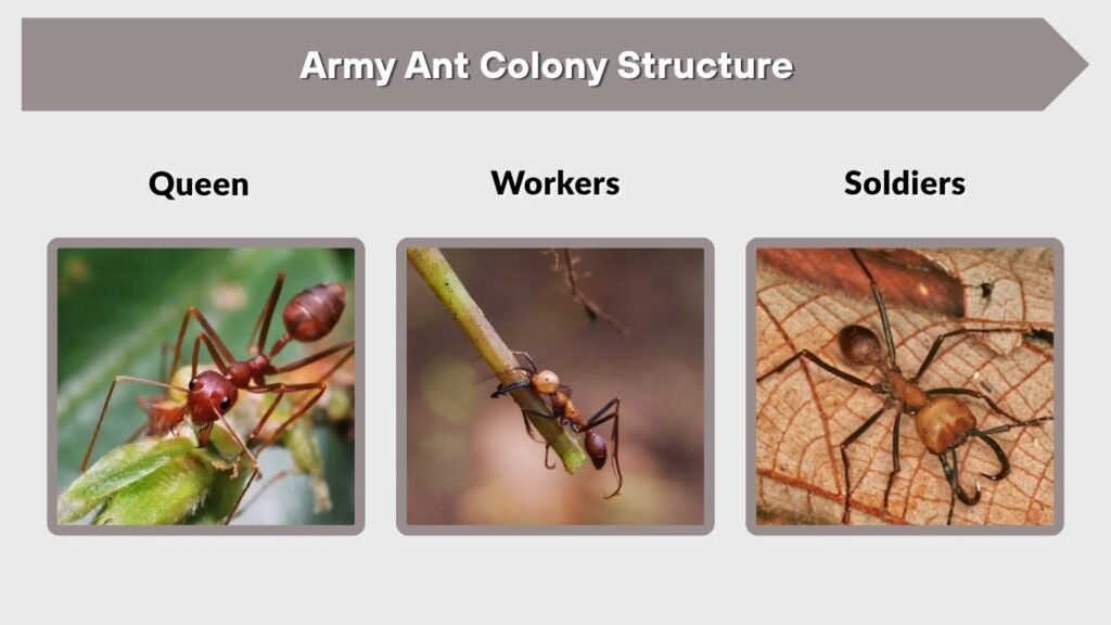 Army Ant Colony Structure