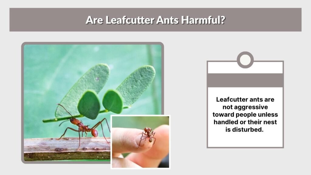 Are Leafcutter Ants Harmful?