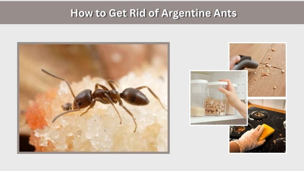 How to Get Rid of Argentine Ants