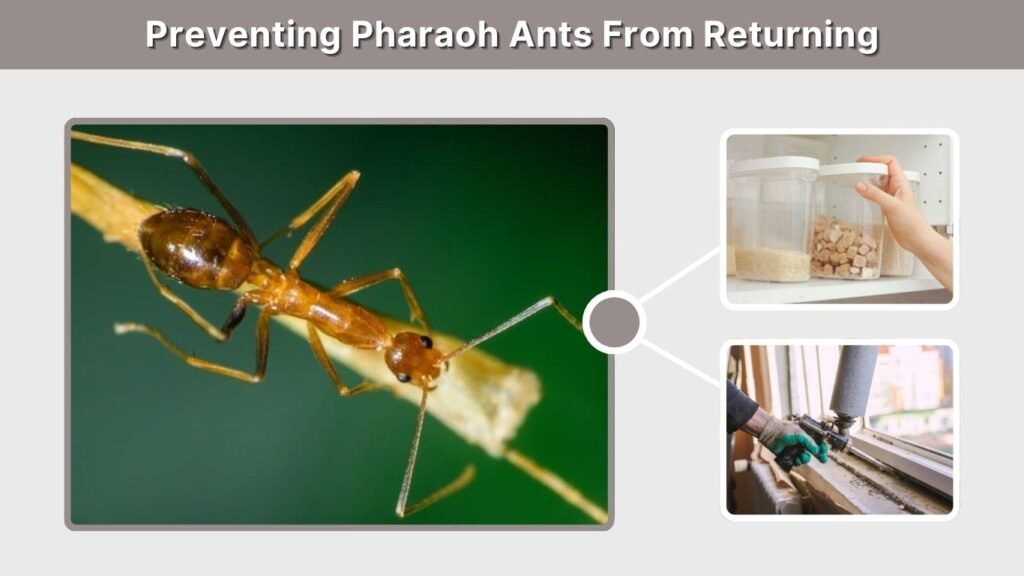 Preventing Pharaoh Ants From Returning