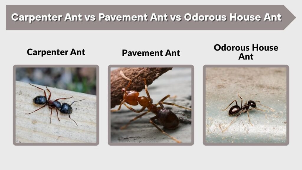 Carpenter Ant vs Pavement Ant vs Odorous House Ant