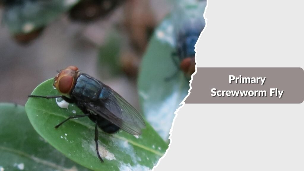 Primary Screwworm Fly