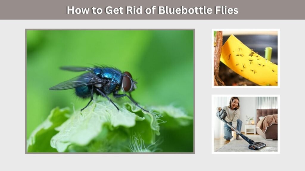 How to Get Rid of Bluebottle Flies