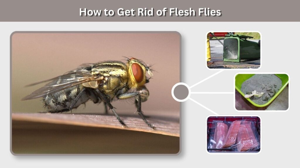 How to Get Rid of Flesh Flies