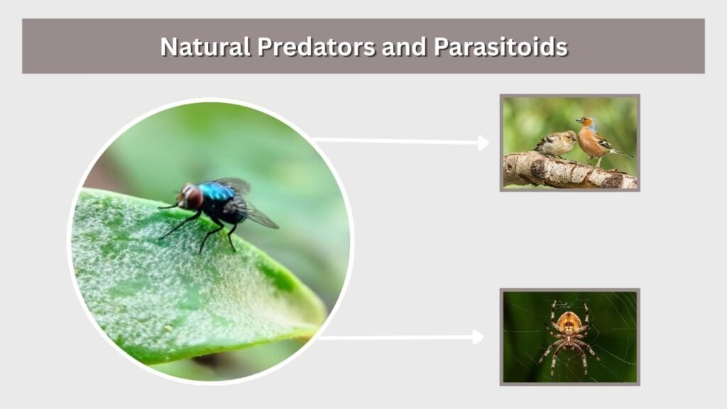 Natural Predators and Parasitoids