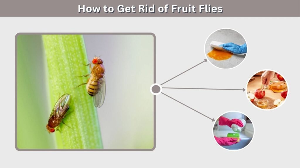 How to Get Rid of Fruit Flies