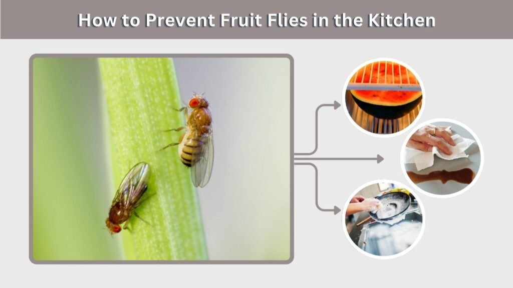 How to Prevent Fruit Flies in the Kitchen