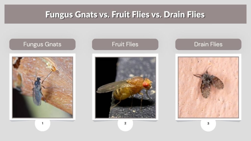 Fungus Gnats vs. Fruit Flies vs. Drain Flies