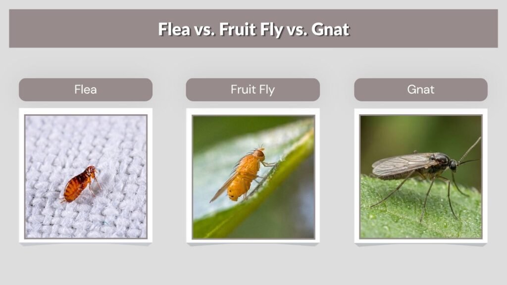 Flea vs. Fruit Fly vs. Gnat