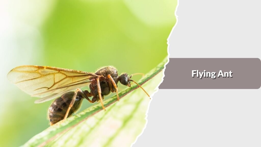 Flying Ant