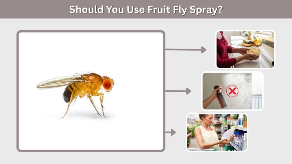 Should You Use Fruit Fly Spray?