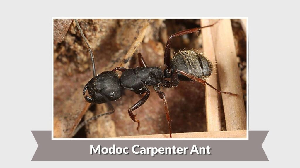 Modoc Carpenter Ant