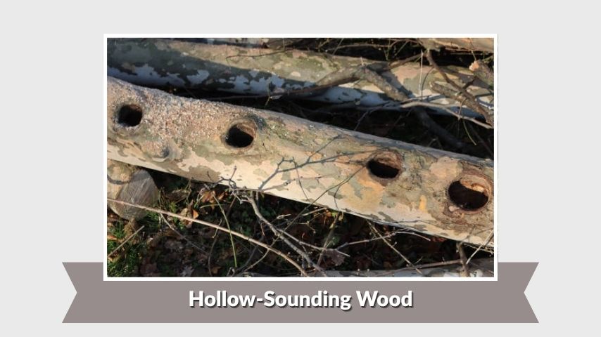 Hollow-Sounding Wood