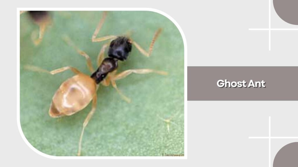 Ghost Ant