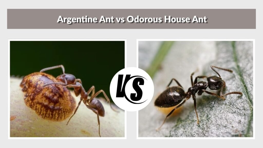 Argentine Ant vs Odorous House Ant