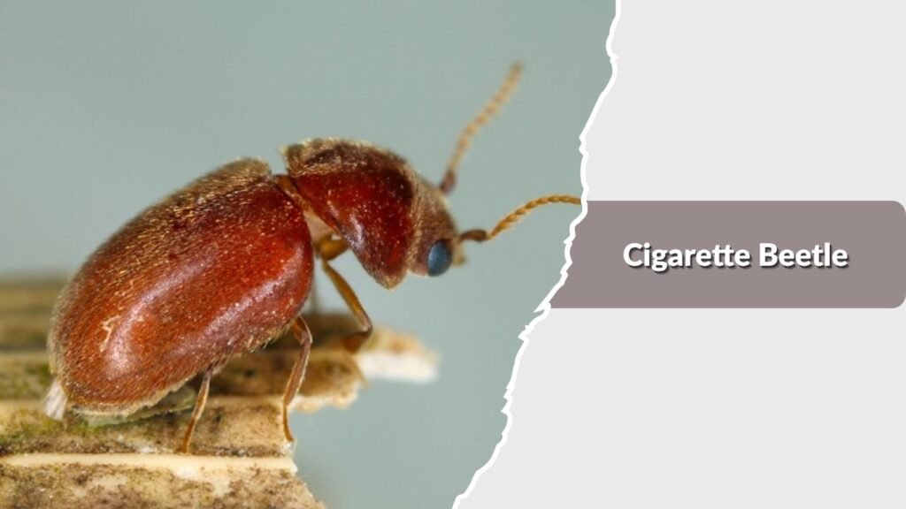 Cigarette Beetle