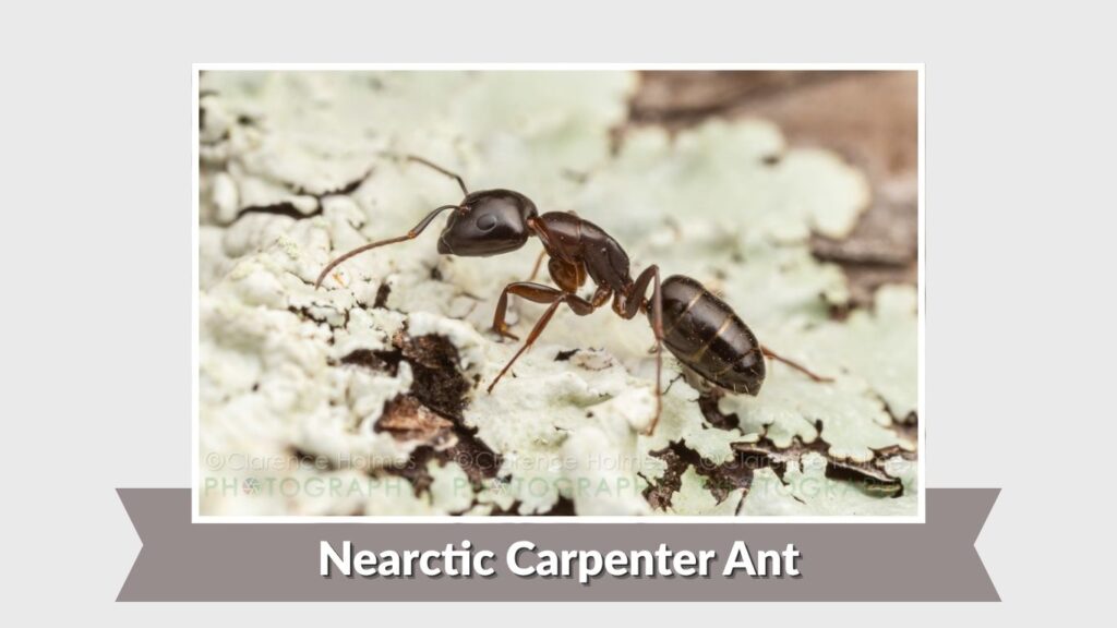 Nearctic Carpenter Ant