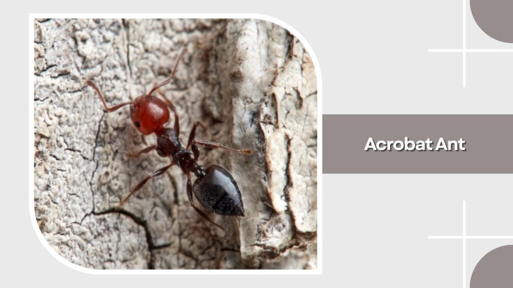 Acrobat Ant