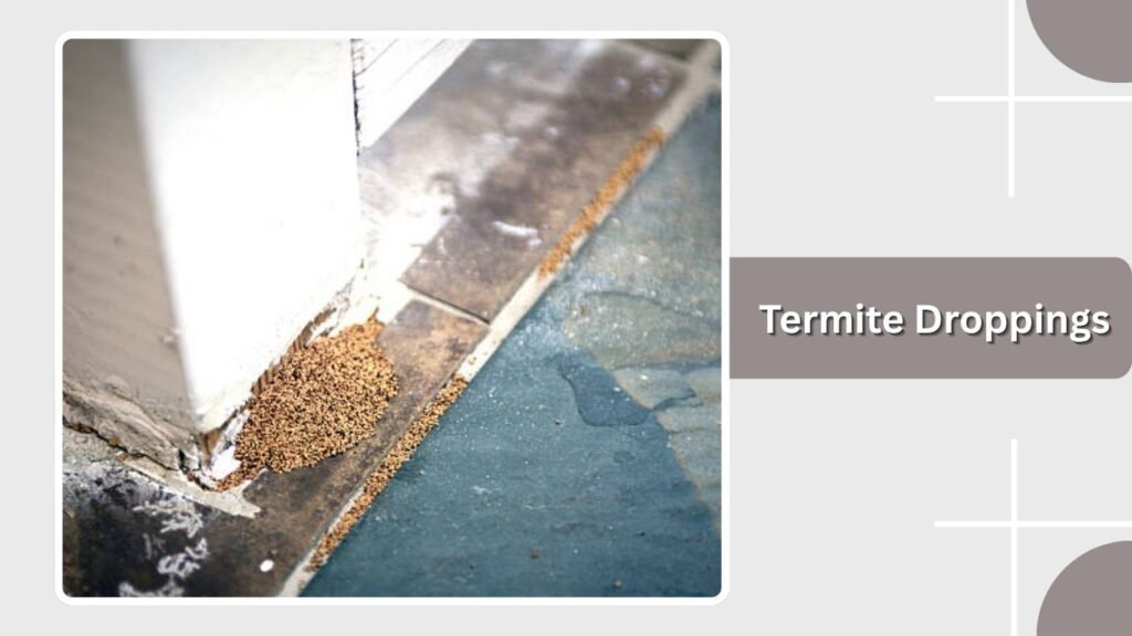Termite Droppings