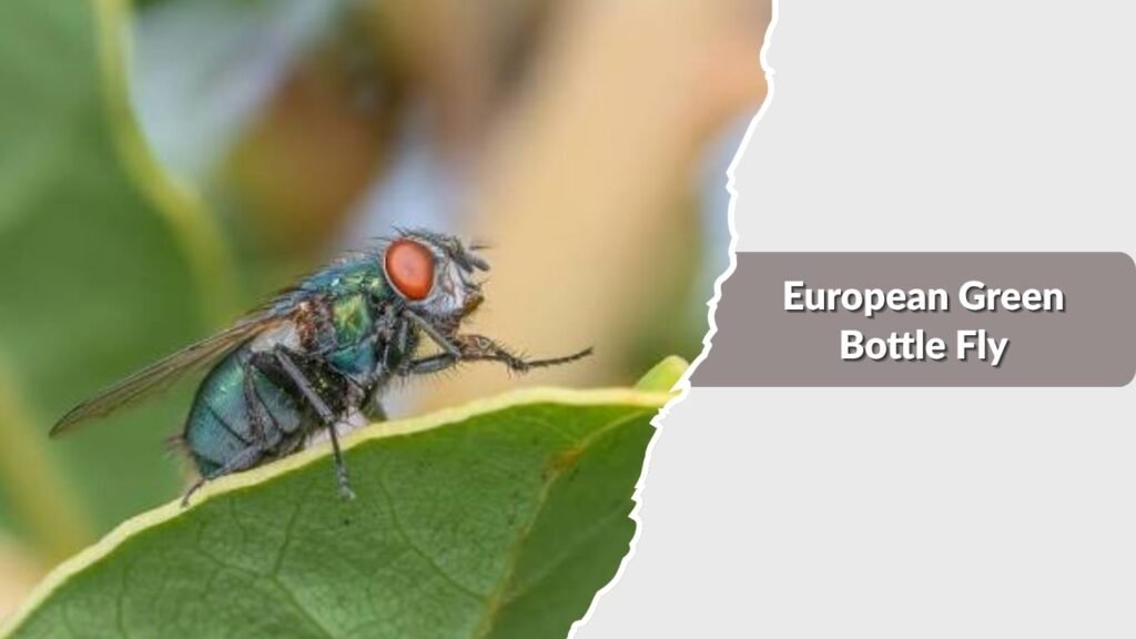 European Green Bottle Fly