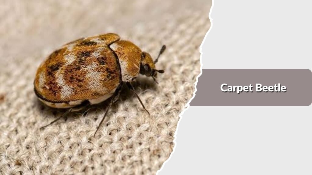 Carpet Beetle