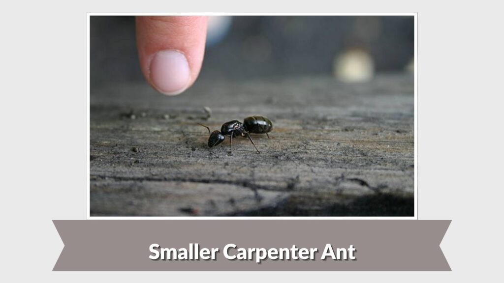 Smaller Carpenter Ant