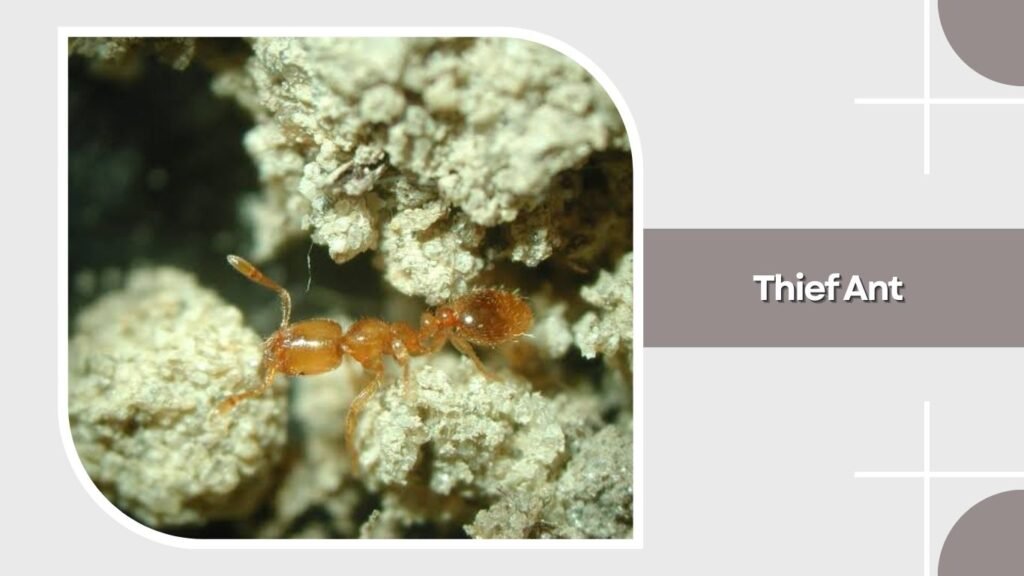 Thief Ant