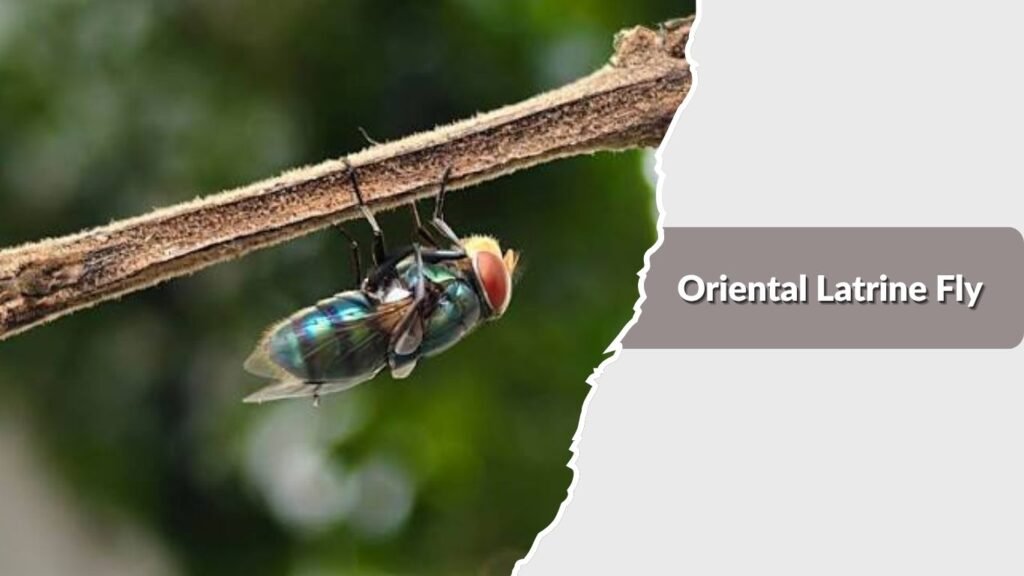 Oriental Latrine Fly