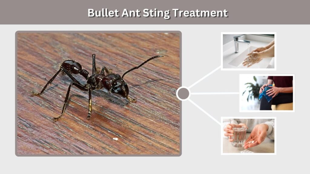 Bullet Ant Sting Treatment