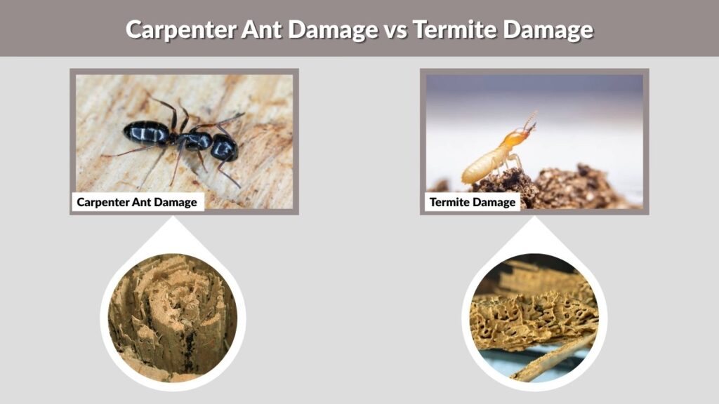 Carpenter Ant Damage vs Termite Damage