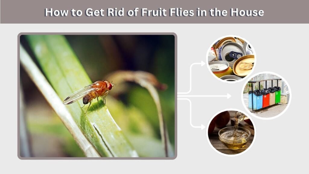 How to Get Rid of Fruit Flies in the House