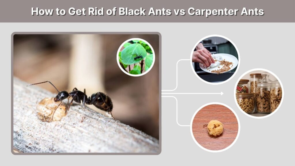 How to Get Rid of Black Ants vs Carpenter Ants