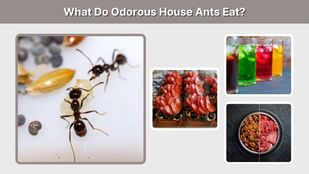 What Do Odorous House Ants Eat?