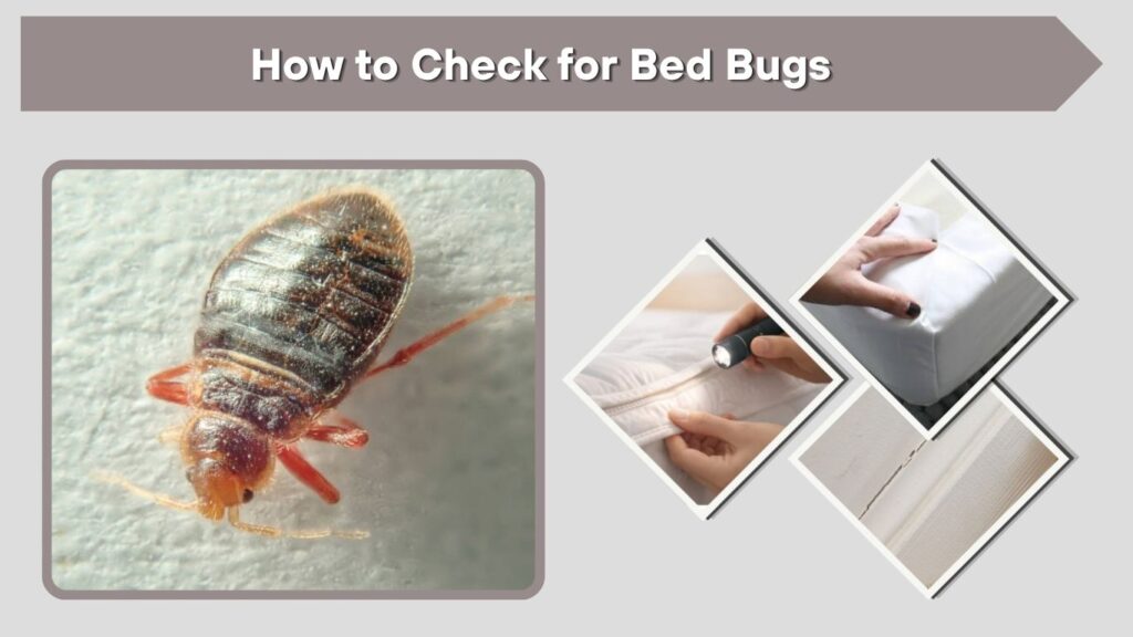 How to Check for Bed Bugs
