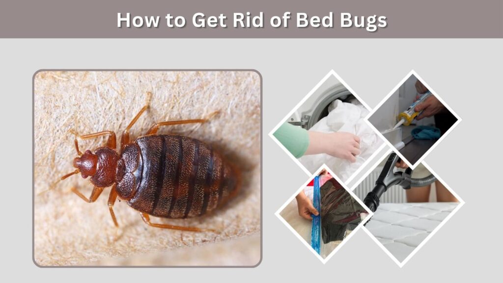How to Get Rid of Bed Bugs
