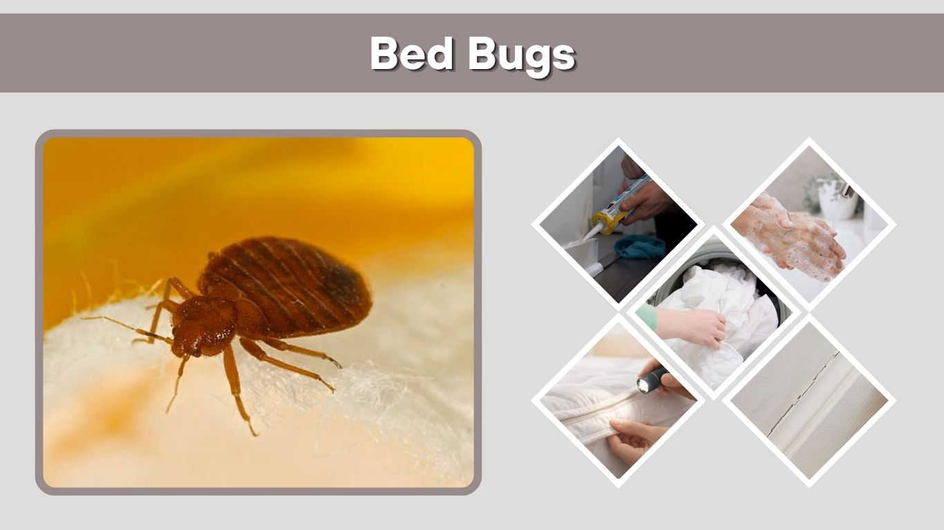 Bed Bugs: Signs, Bites, Treatment and Prevention Guide
