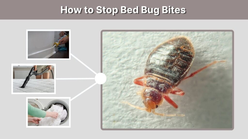 How to Stop Bed Bug Bites