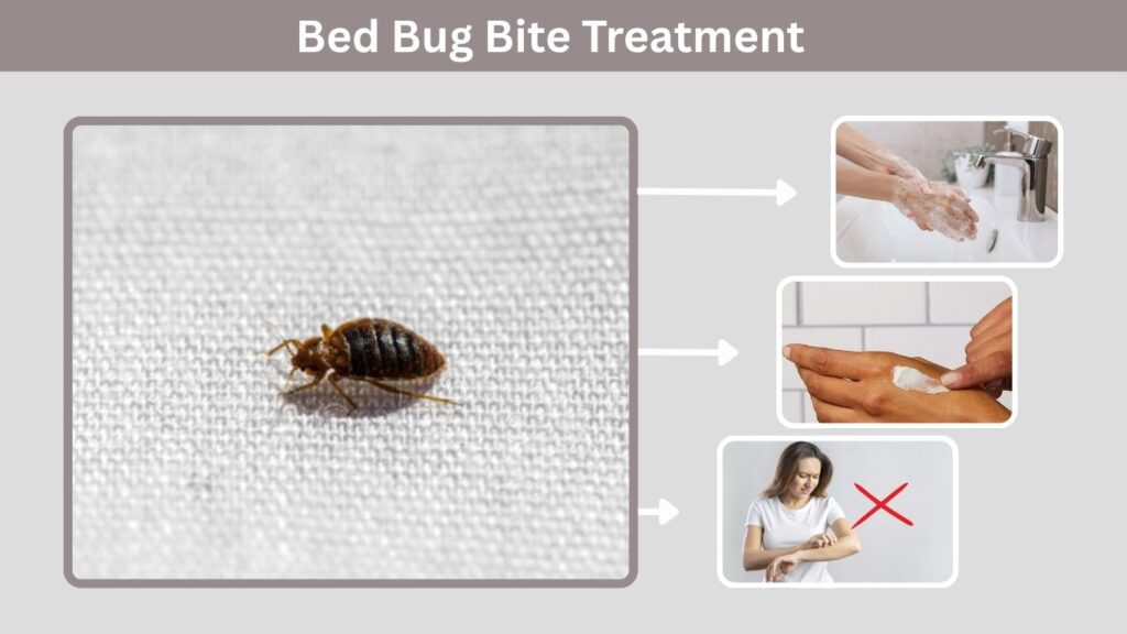 Bed Bug Bite Treatment
