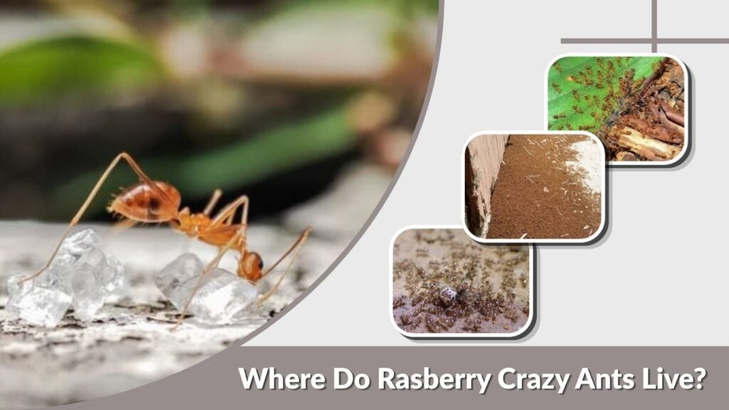Where Do Rasberry Crazy Ants Live?