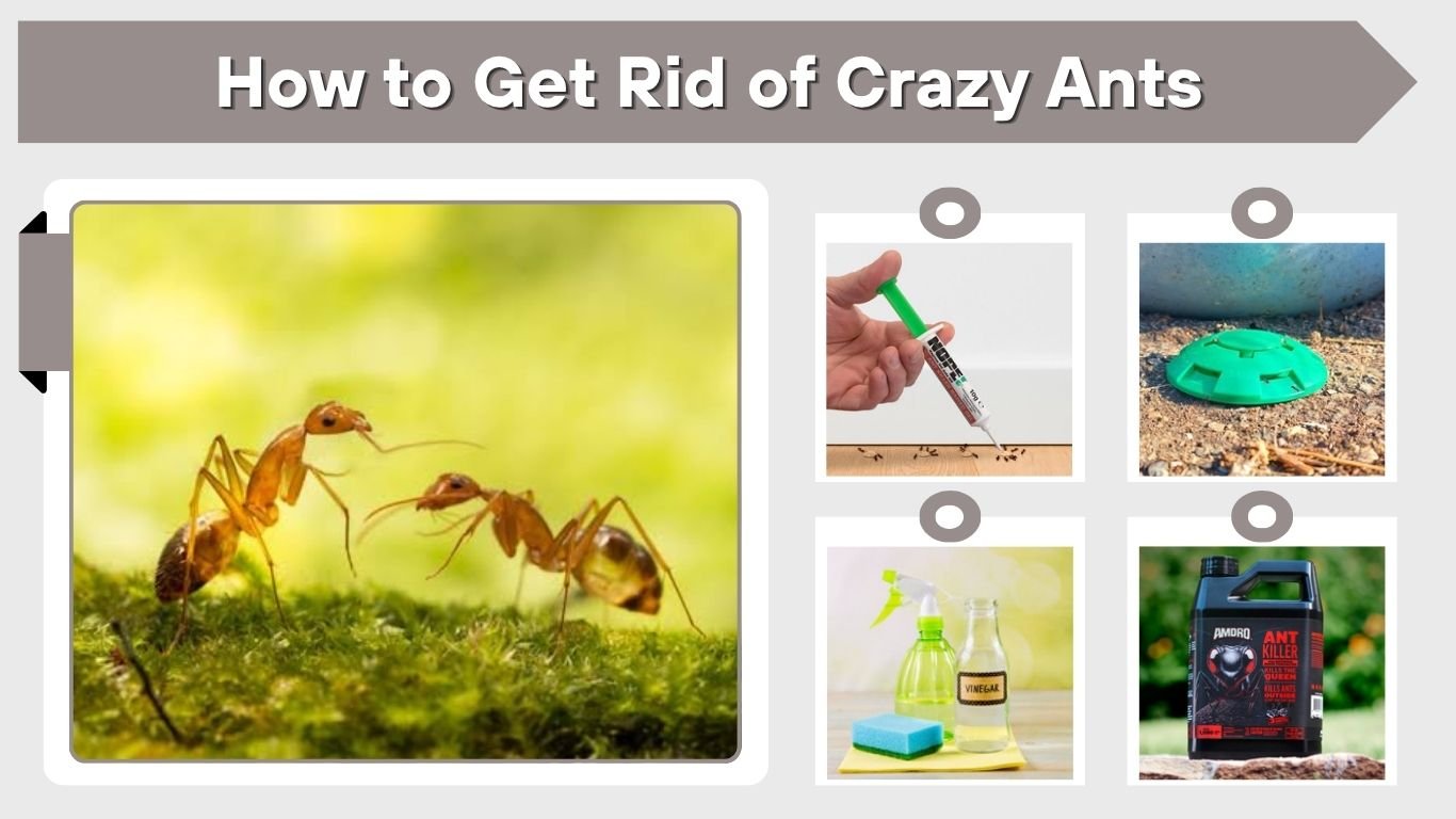 How to Get Rid of Crazy Ants in Your Home and Yard