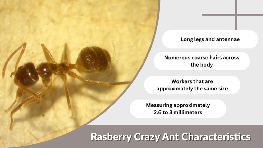 Rasberry Crazy Ant Characteristics