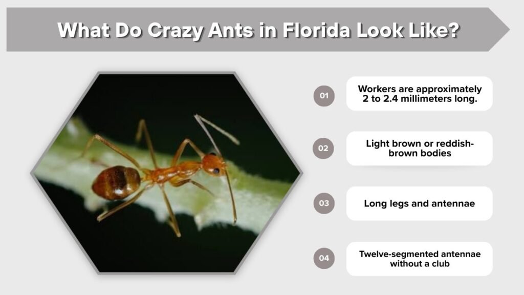What Do Crazy Ants in Florida Look Like?
