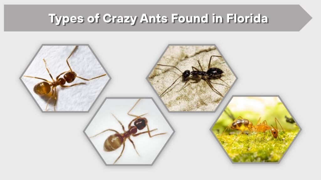 Types of Crazy Ants Found in Florida