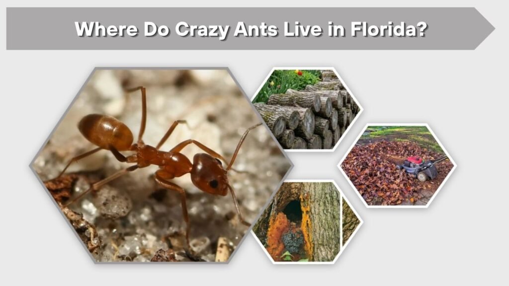 Where Do Crazy Ants Live in Florida?