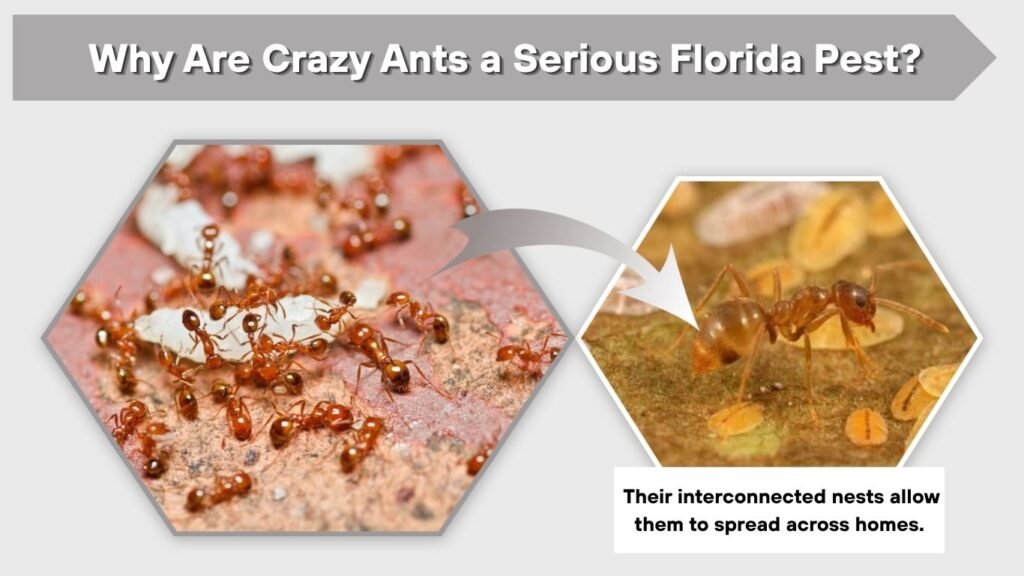 Why Are Crazy Ants a Serious Florida Pest?