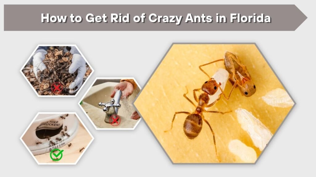 How to Get Rid of Crazy Ants in Florida