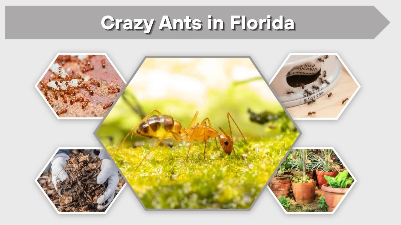 Crazy Ants in Florida: Identification, Damage, and Control