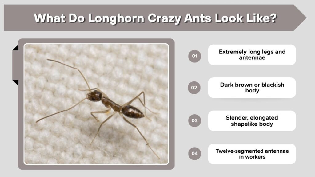 What Do Longhorn Crazy Ants Look Like?